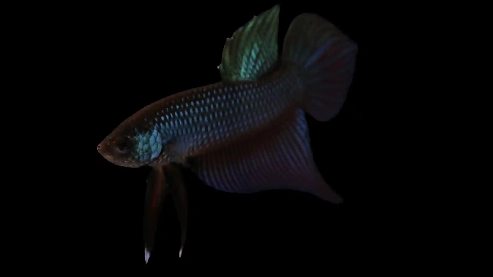 Male Smaragdina Betta displaying strong emerald iridescence and extended fins in documentary-style lighting.
